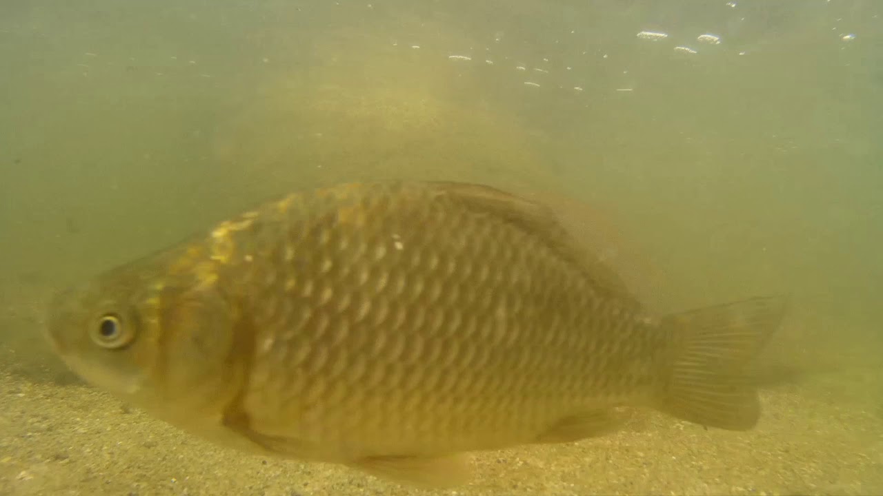 Egy kis Duna-A víz alatt-- Underwater Duna