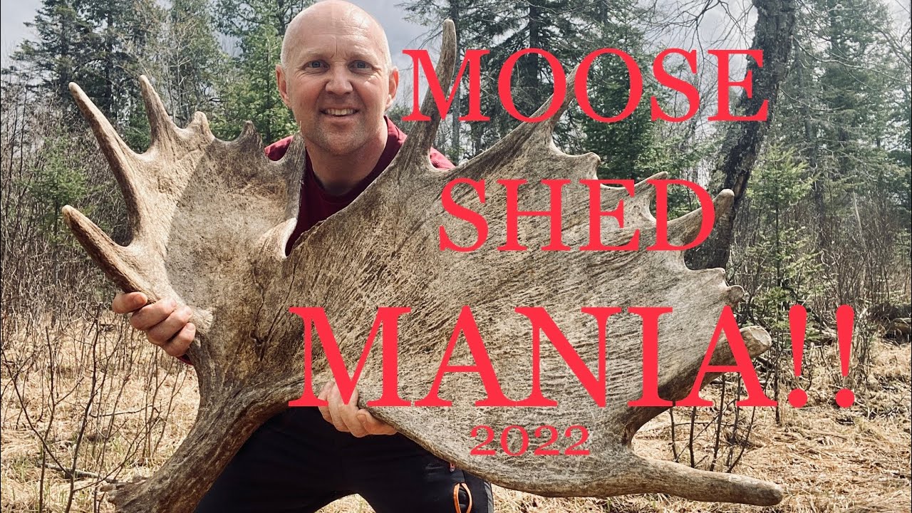 MOOSE SHED ACTION!!!