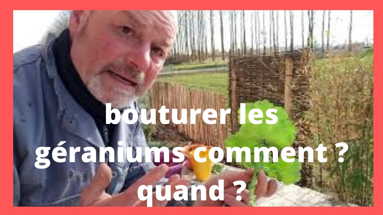 comment et quand bouturer les géraniums : méthode de belle-mère