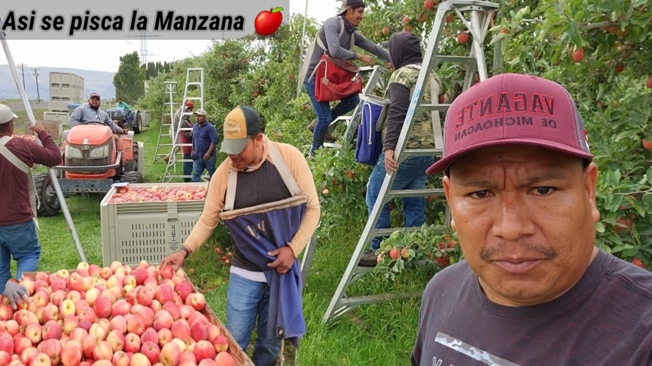 Cuanto están ganándo en la pisca de manzana 🍎 en Washington USA