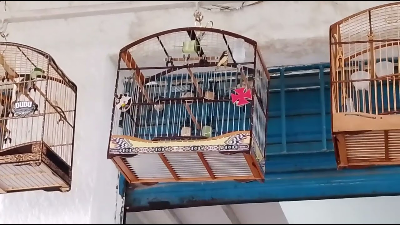 Primeira puxada do ( 01 ) para baderna, passarinho de 1 ano e 3 meses... Criar & Preservar 🙏😇