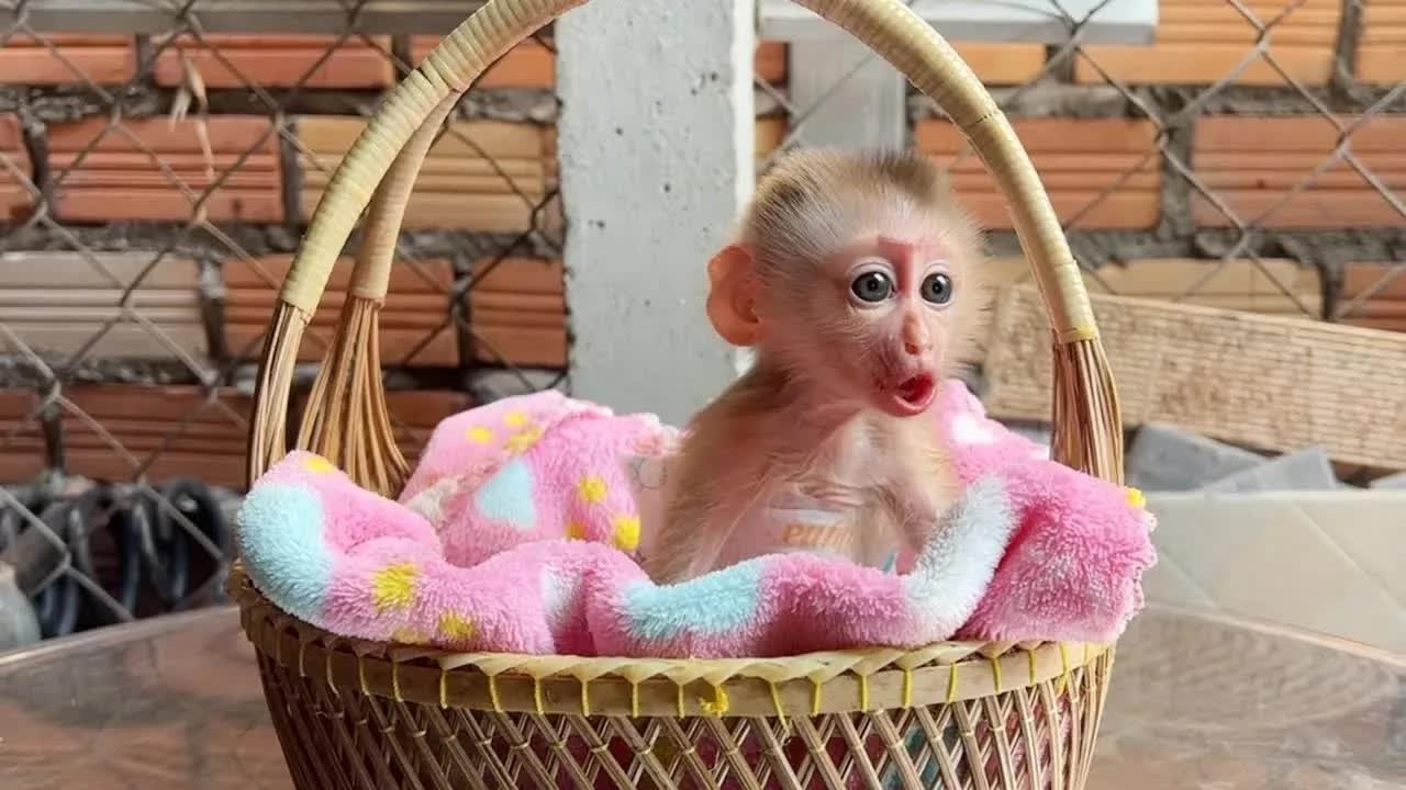Baby Mato Burst Super Loud Moan Voice Stay Inside Basket