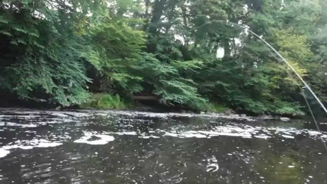 River Almond salmon almost caught