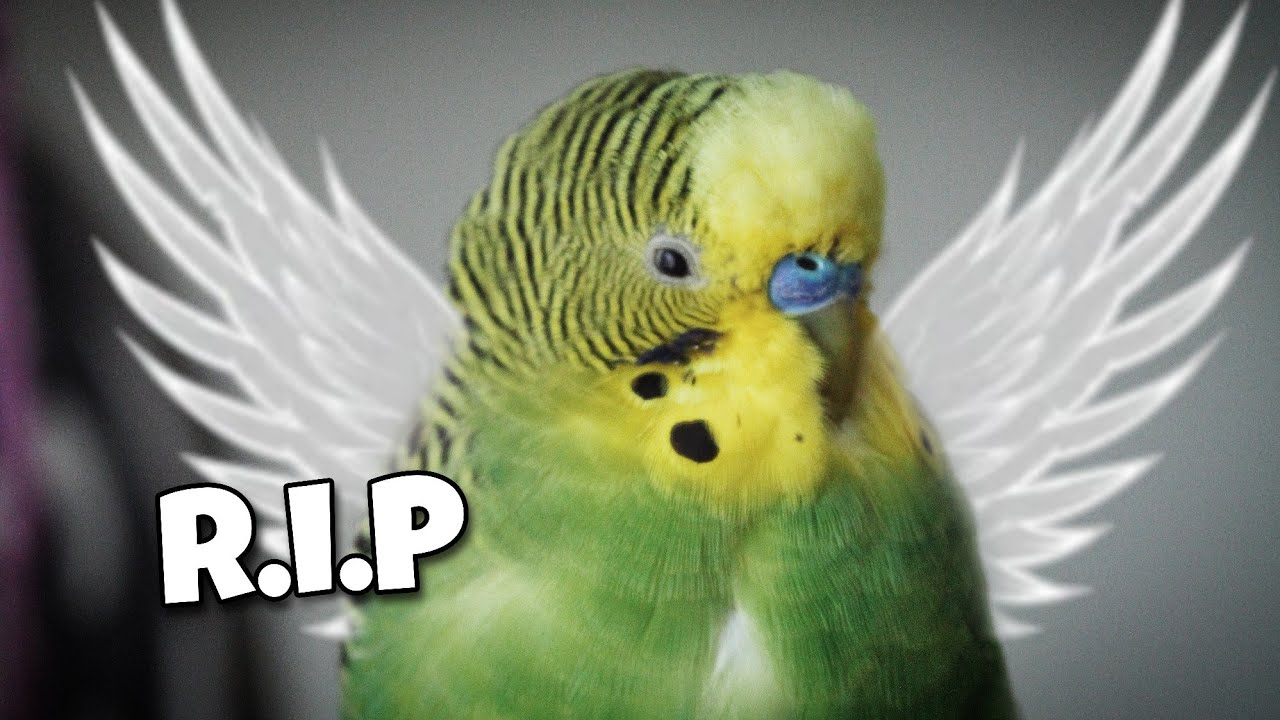 Goodbye Benji...