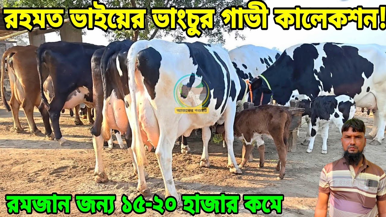 ১৫-২০ হাজারে কমে গাভী ! মাত্র ১৬৫ হাজার করে বাচ্চাসহ ১৫ লিটারের ৩ টা গরু| ১৫-২৫ লিটার দুধের কালেকশন|