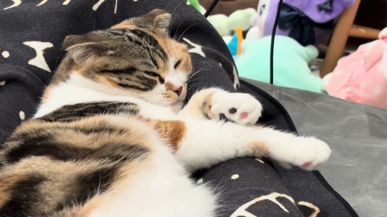 足の上でゴロゴロミケちゃん🐱お互いにあったかい♨️calio cat Mike-chan/Mike Purring on My Legs 🐱Keeping Each Other Warm ♨️