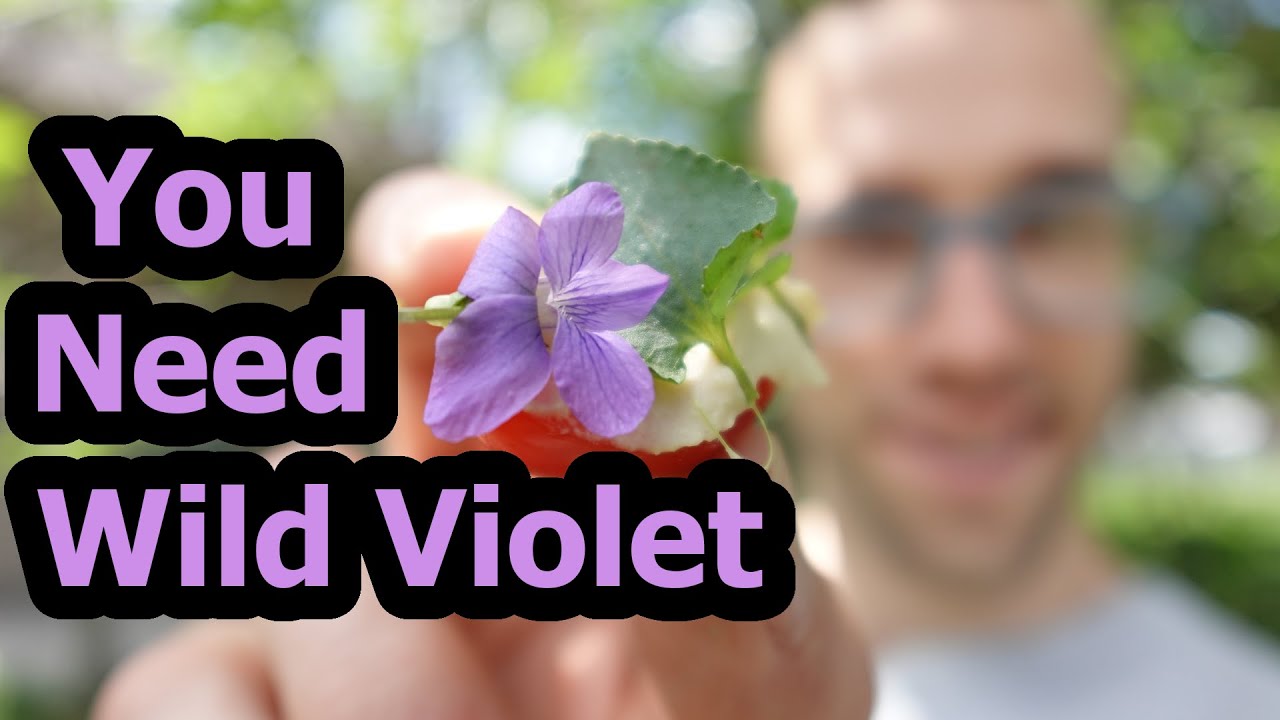 Wild Violet ::: BEST Spring Edible Plants