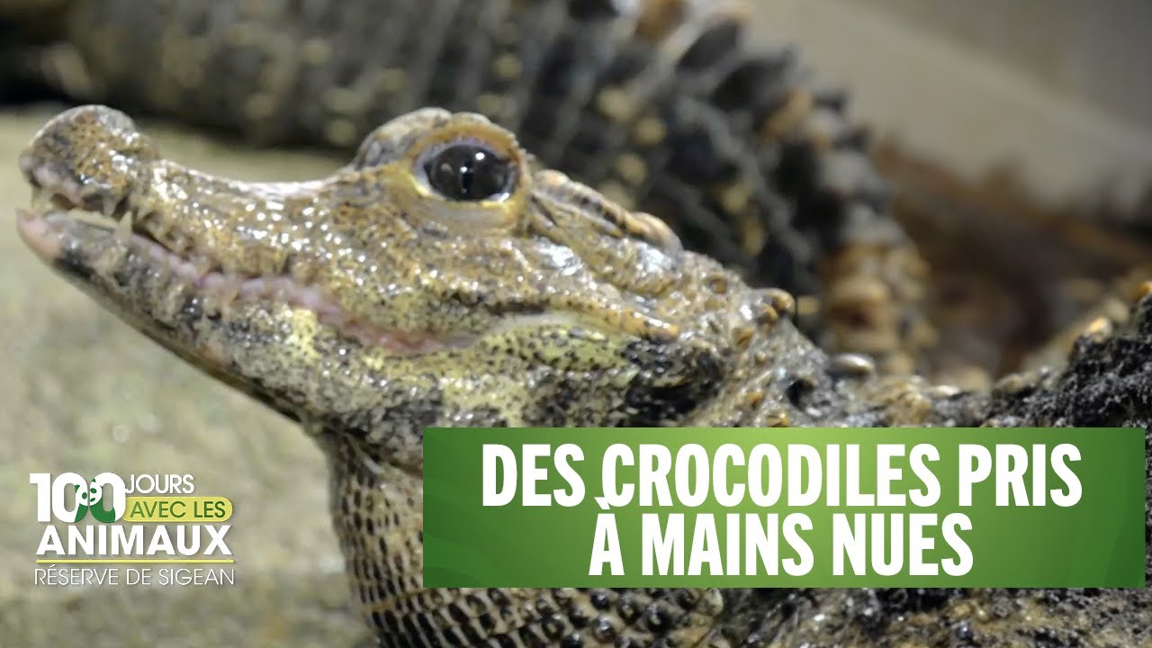 Un soigneur prend à mains nues des crocodiles - #100 jours avec les animaux du Zoo