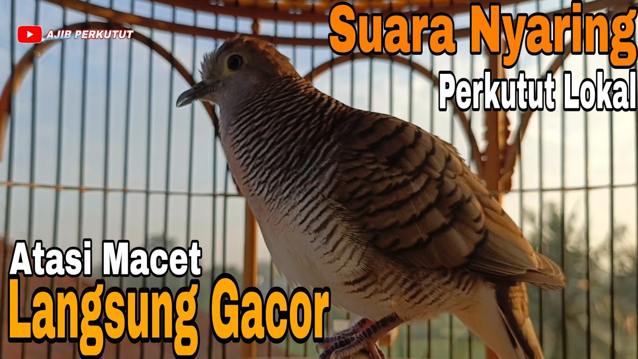 PERKUTUT LOKAL GACOR PANCINGAN TOP TERCEPAT BIKIN NYAUT KONTAN 