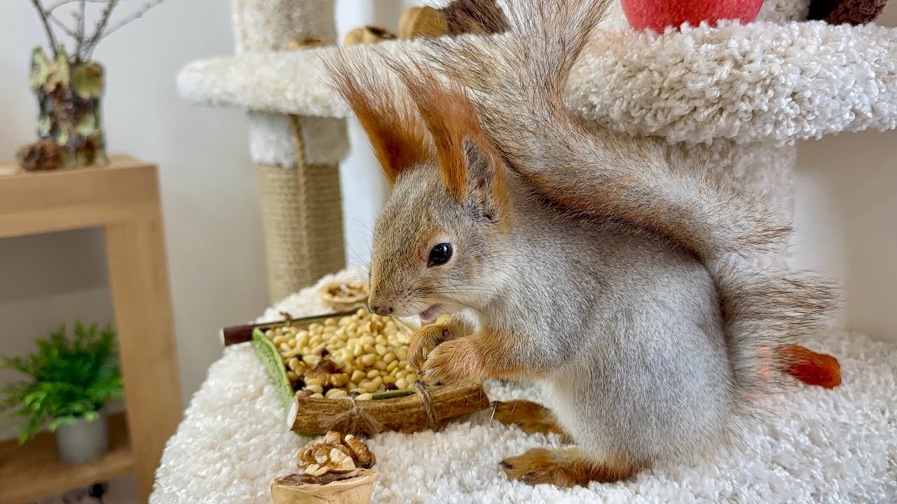 Lunch at the Squirrel Café