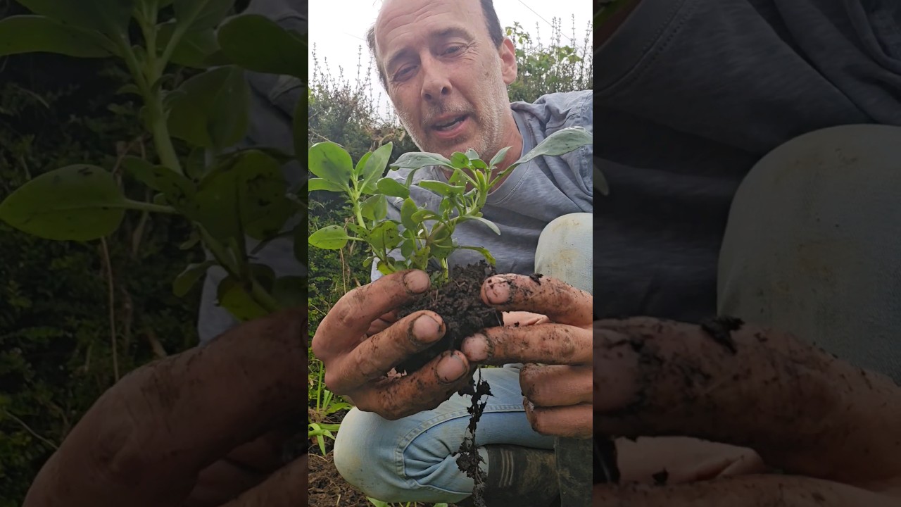 Snapdragon (antirrhinum majus) 