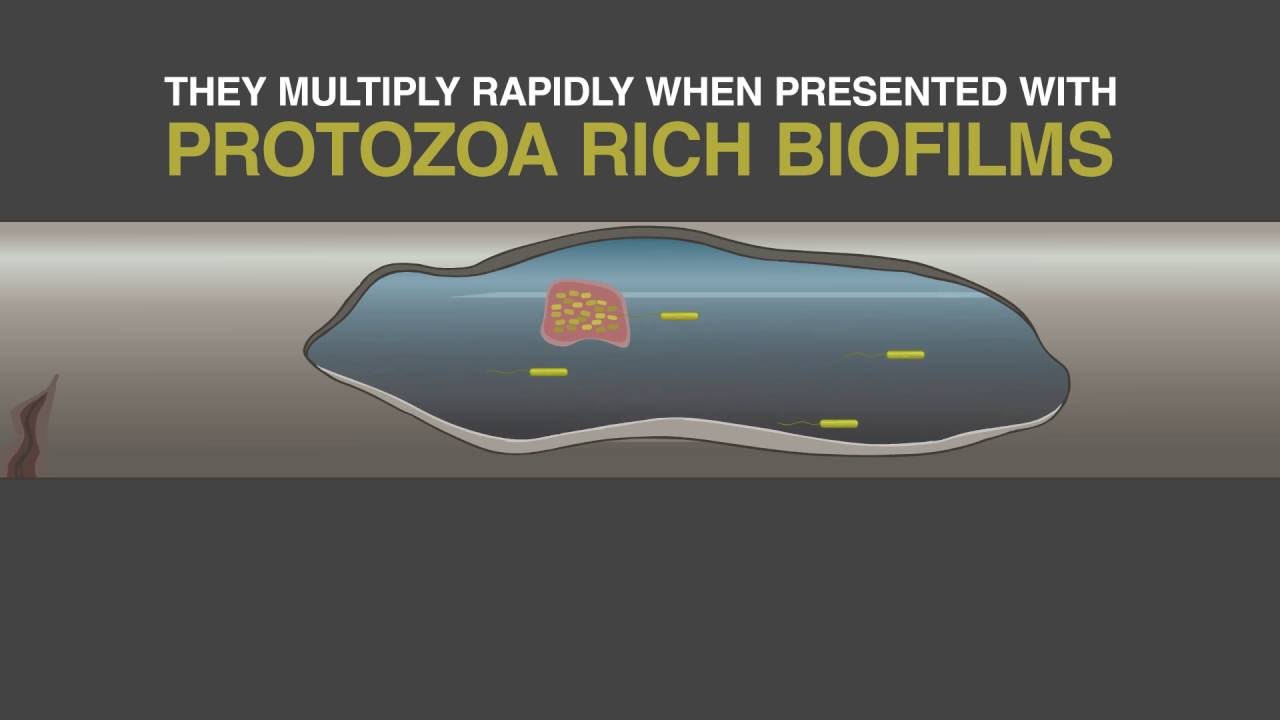 W.E.T What is Legionella and Biofilm? ACoP L8 Update