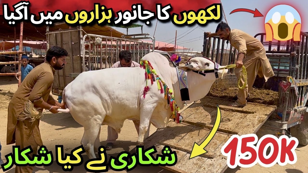 Northern Bypass Mandi Current Situation 6 June 2025 | Mandi Me Shuro Hua Shikar 😱