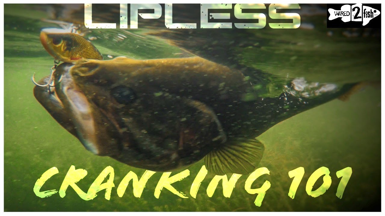How to Fish Lipless Crankbaits for Prespawn Bass