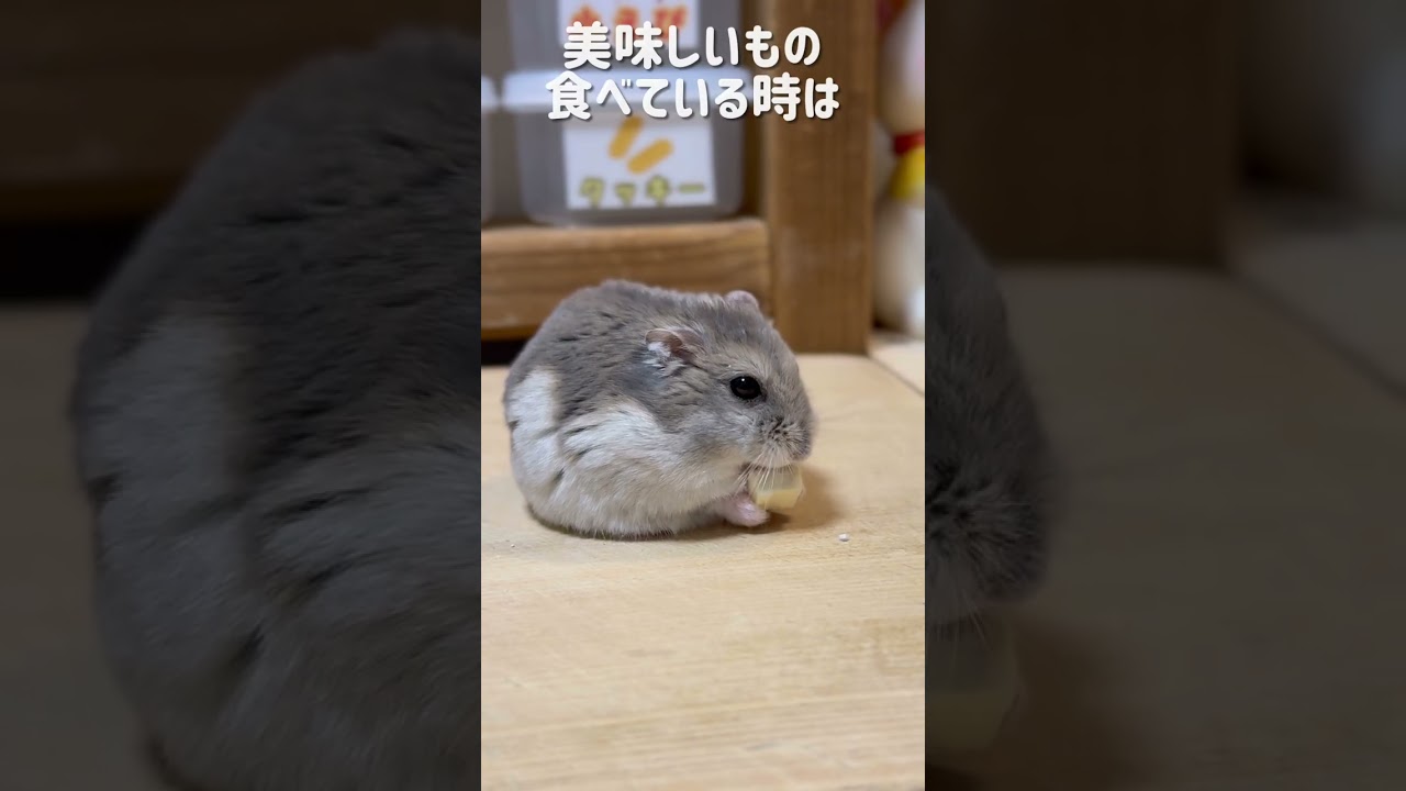 ブロッコリー食べていたら置いてあるおやつに気づくプリン【ハムスター日常】