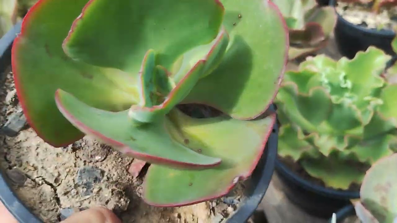 Identificação das gibiflora  da bancada nova 