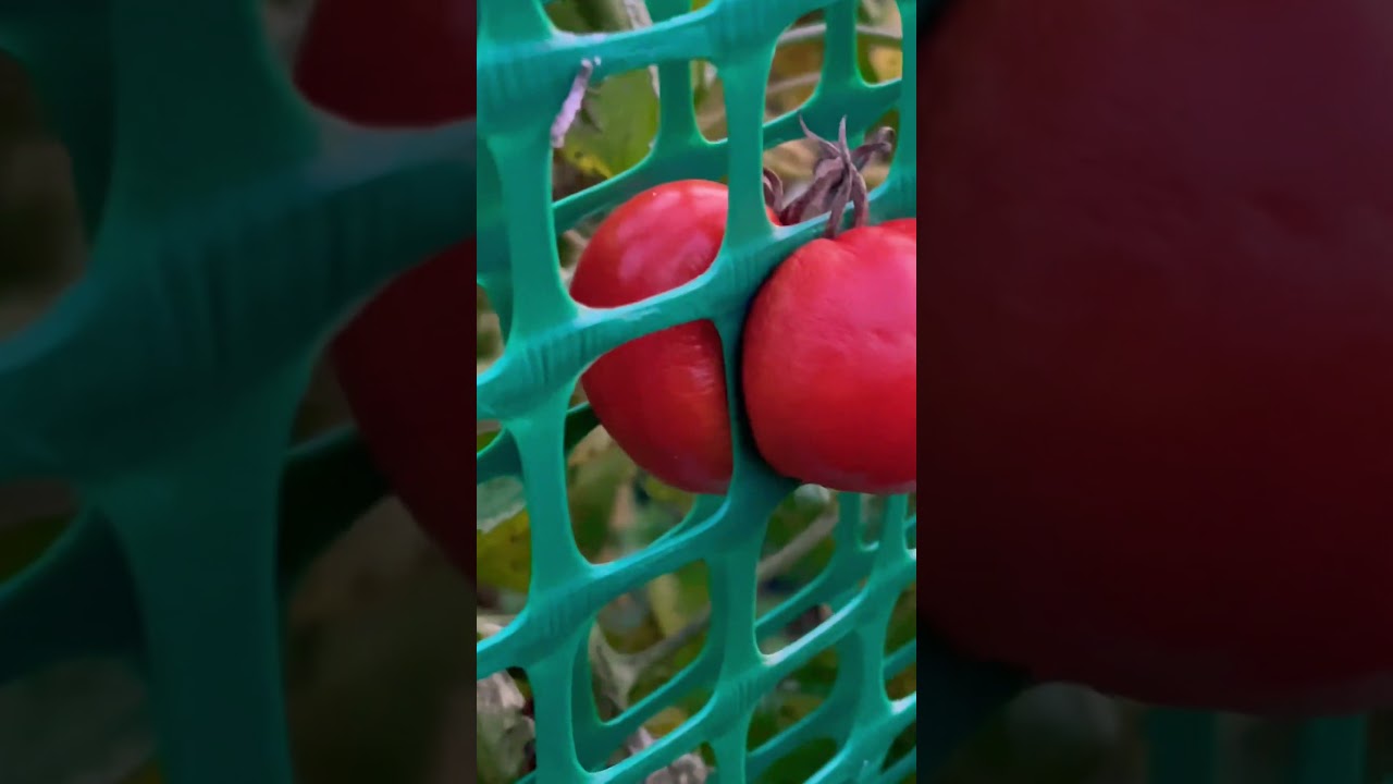 MARITES NA KAMATIS? #shorts #kamatis #tomato