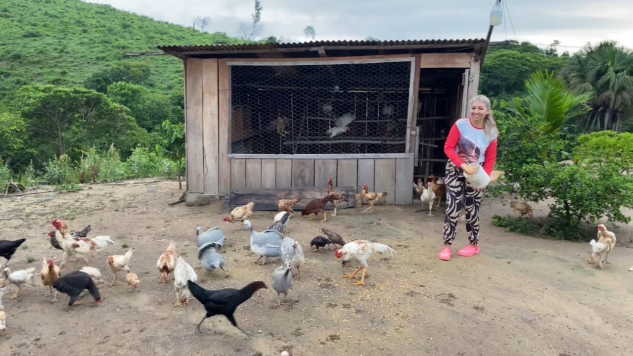 SÍTIO PRODUTIVO, COM MUITOS ANIMAIS, PARAÍSO DAS AVES VEJAM 