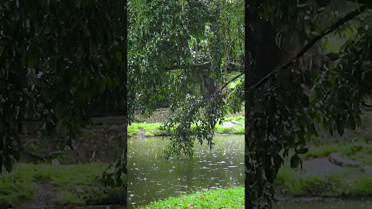 Soft Rain Sounds for Sleeping #naturesoundsforsleeping #calmingrain #relaxingtimeforyou