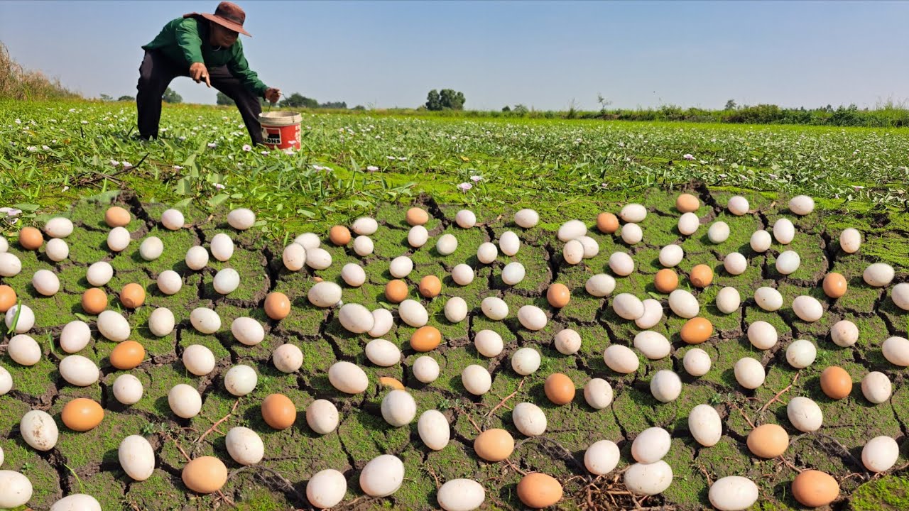 Wow Wow unique  -A farmer carefully picks red eggs from the reeds and young grass.
