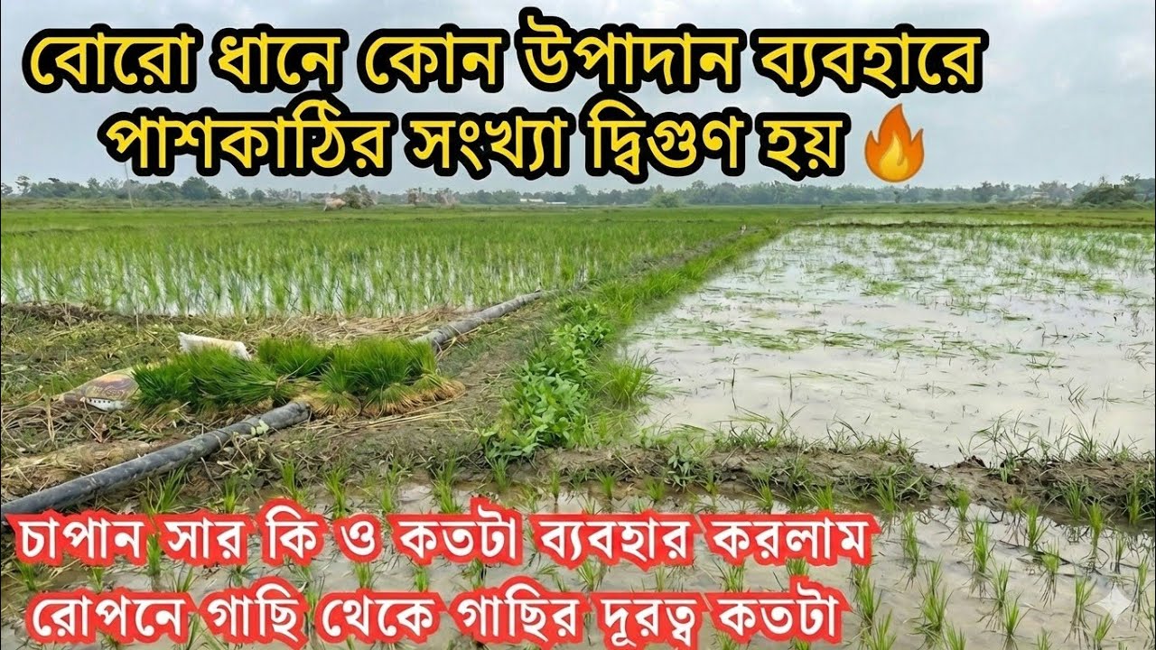 বোরো / ইরি ধানে কি ব্যবহারে পাশকাঠির/ কুশি সংখ্যা সর্বাধিক হয় 🔥