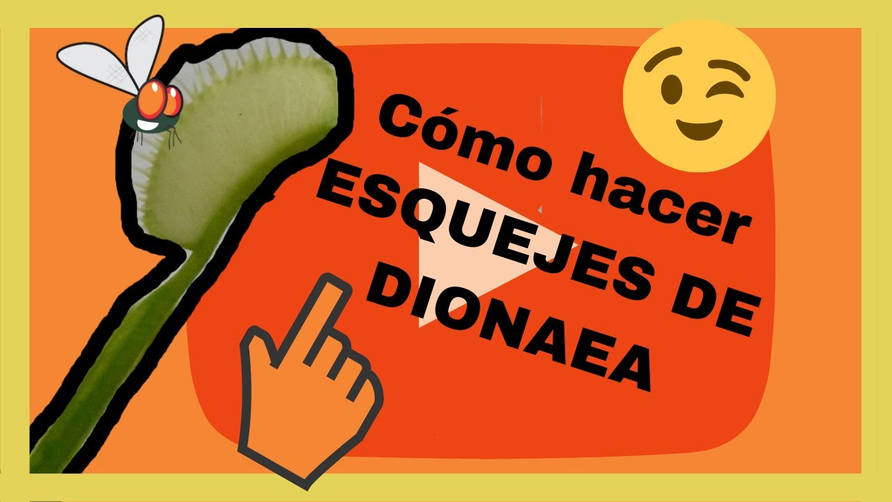 CÓMO hacer ESQUEJES de DIONAEA (Venus atrapamoscas)!!