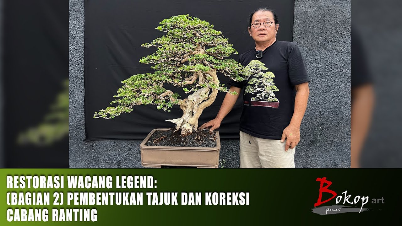 RESTORASI WACANG LEGEND: (bagian 2) PEMBENTUKAN TAJUK DAN KOREKSI CABANG RANTING