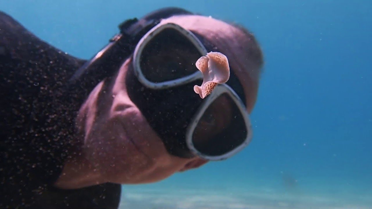 Aquatic Animal Dances in Front of Diver || ViralHog
