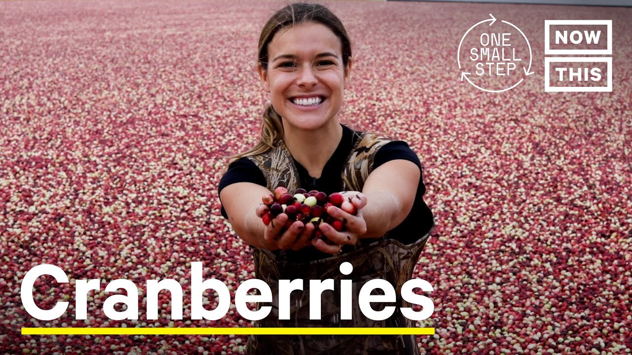 Cranberries Harvesting: The Perennial Plants Good For The Climate | One Small Step