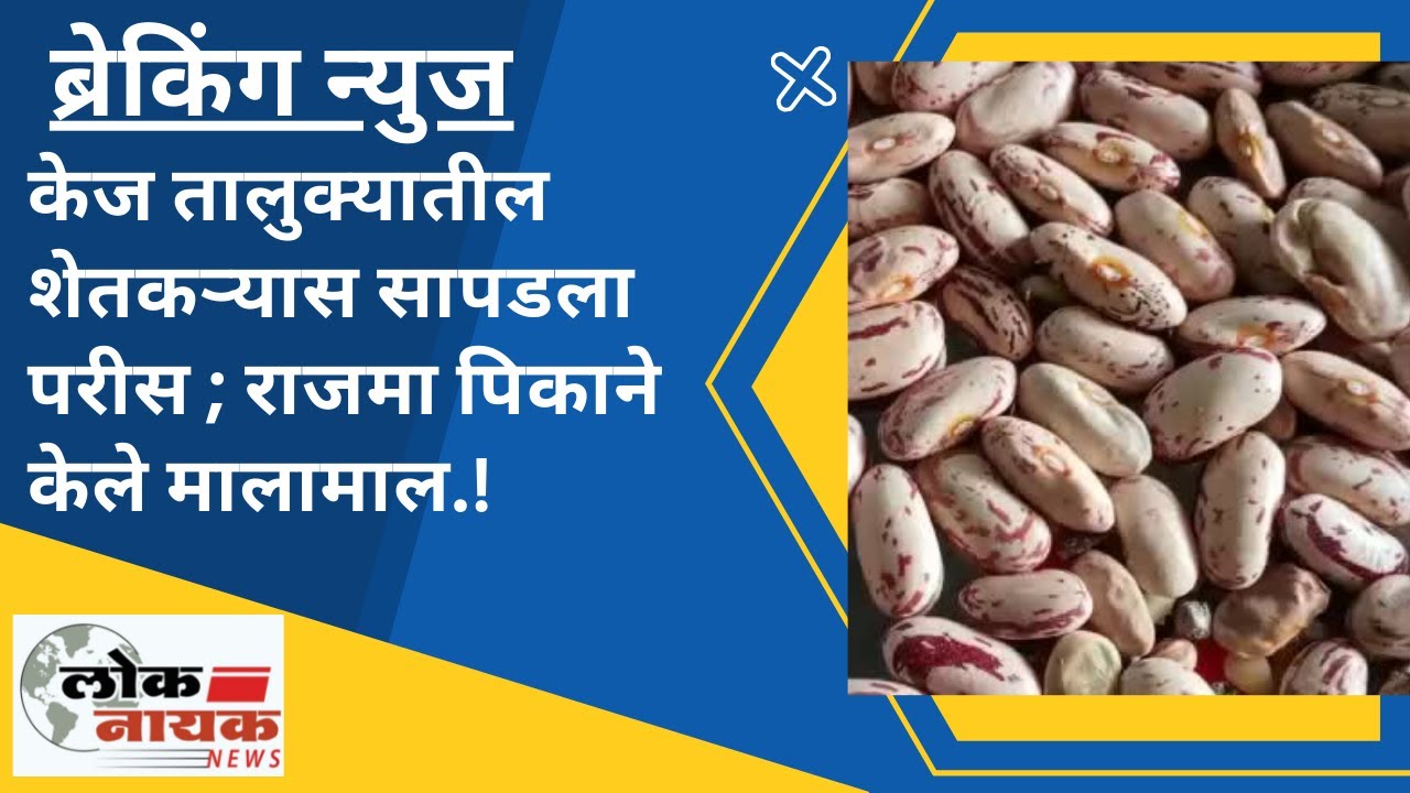 केज तालुक्यातील शेतकऱ्यास सापडला परीस ; राजमा पिकाने केले मालामाल ! #agriculture #शेतकरी #कृषीमित्र