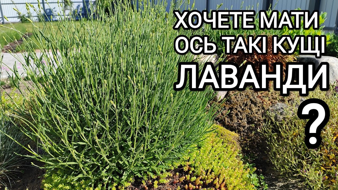 Як сформувати гарні кущі лаванди? Обрізка молодих кущів #лаванда #квіти #українськийютуб