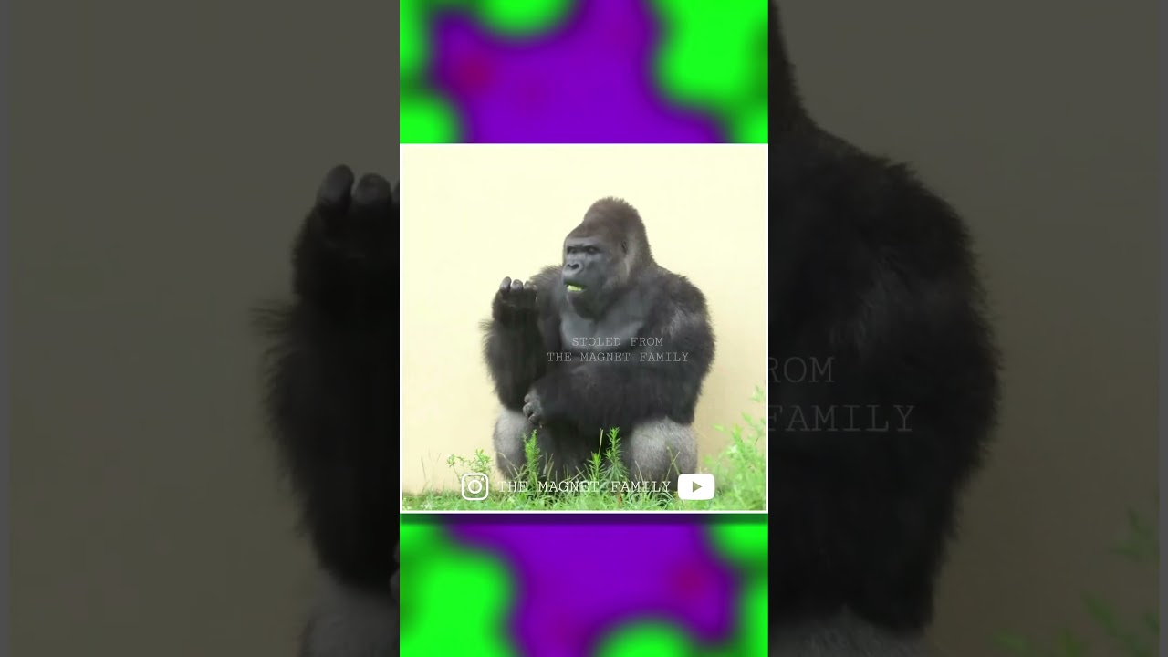 Animal Dubs #34 #animals #comedy #voiceover #dubbing