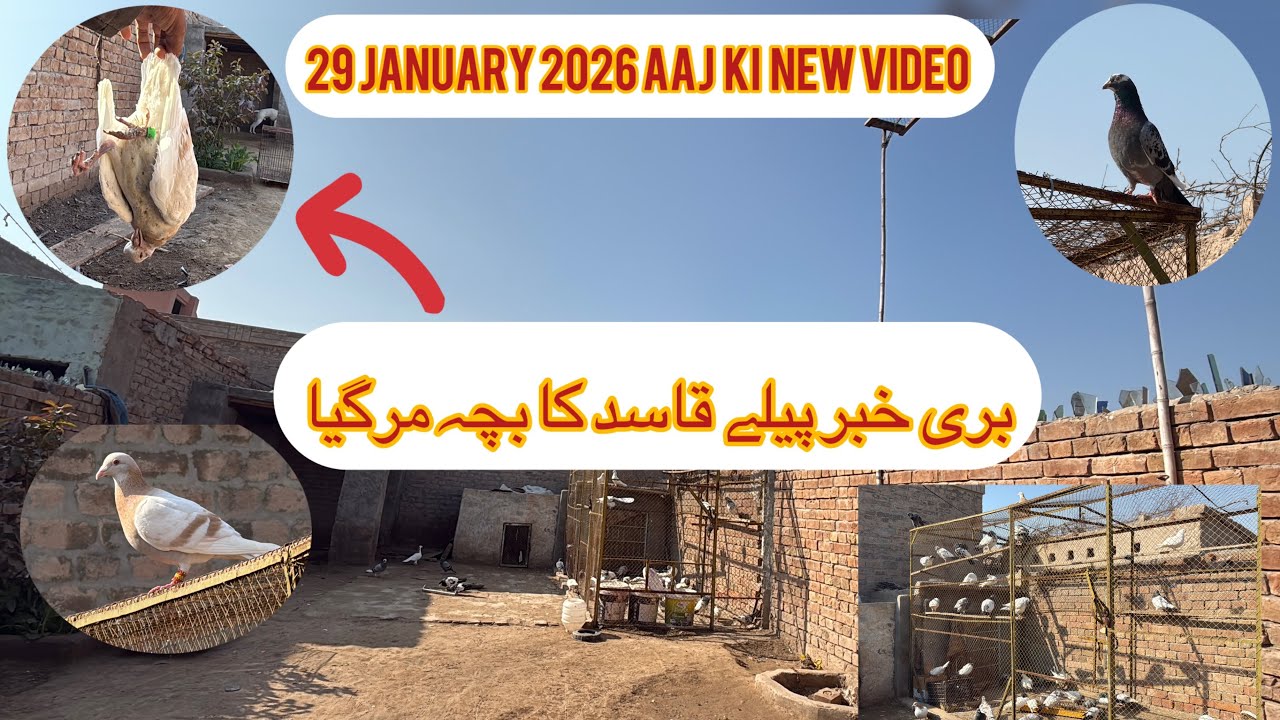 Bad News From My Setup Pilay Qasid Ka Bacha Mar Gaya | KHAKHI PIGEONS 