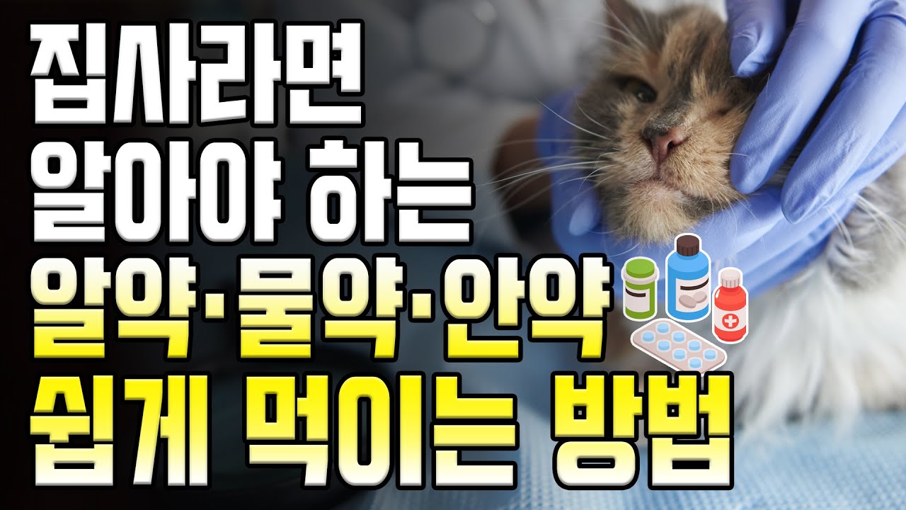 고양이 약먹는 쉬운 방법들