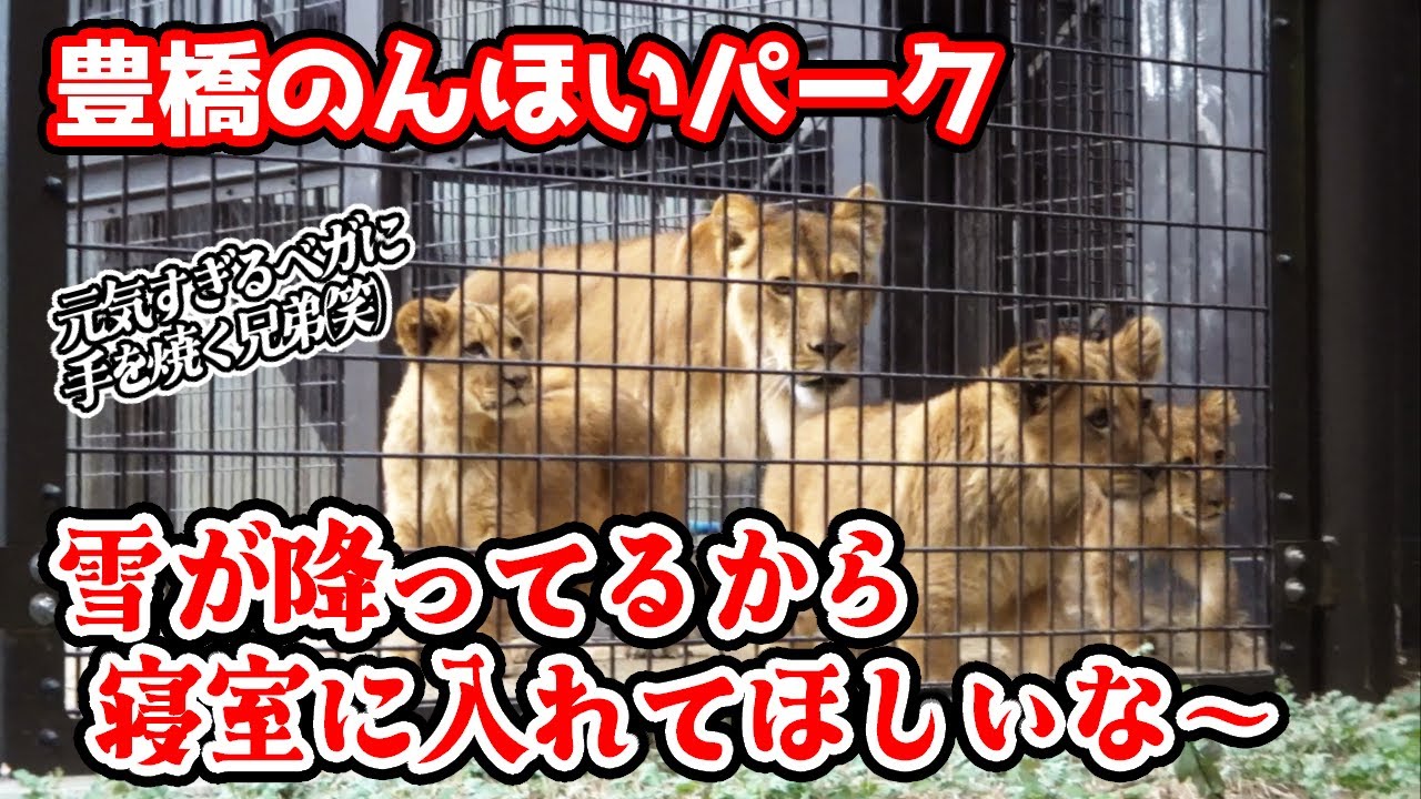 「雪が降っても、3つ子は元気だよ～」冬ののんほいパークに雪が降る。寒くっても3つ子ライオンたちは元気に遊んでいました。ケガから復帰したベガちゃんも元気に走り回っておりました【のんほいパーク不定期巡回】