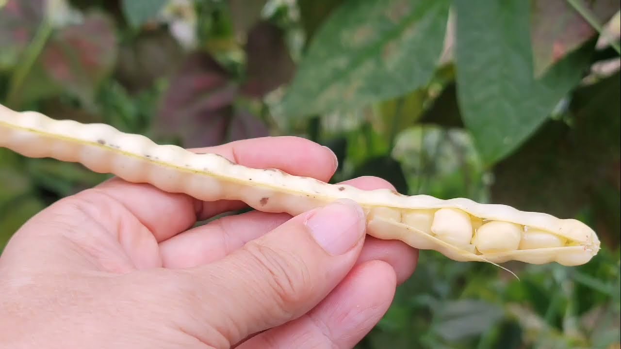 콩꽃 동부꽃 동부꽃꽃말 울타리에 핀 동부꽃