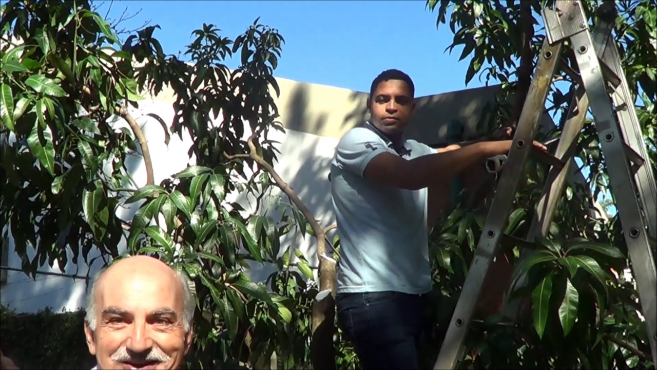 562 ) – SEGUNDA PARTE DA PODA DA MANGUEIRA EM BARUERI –  SP   122a