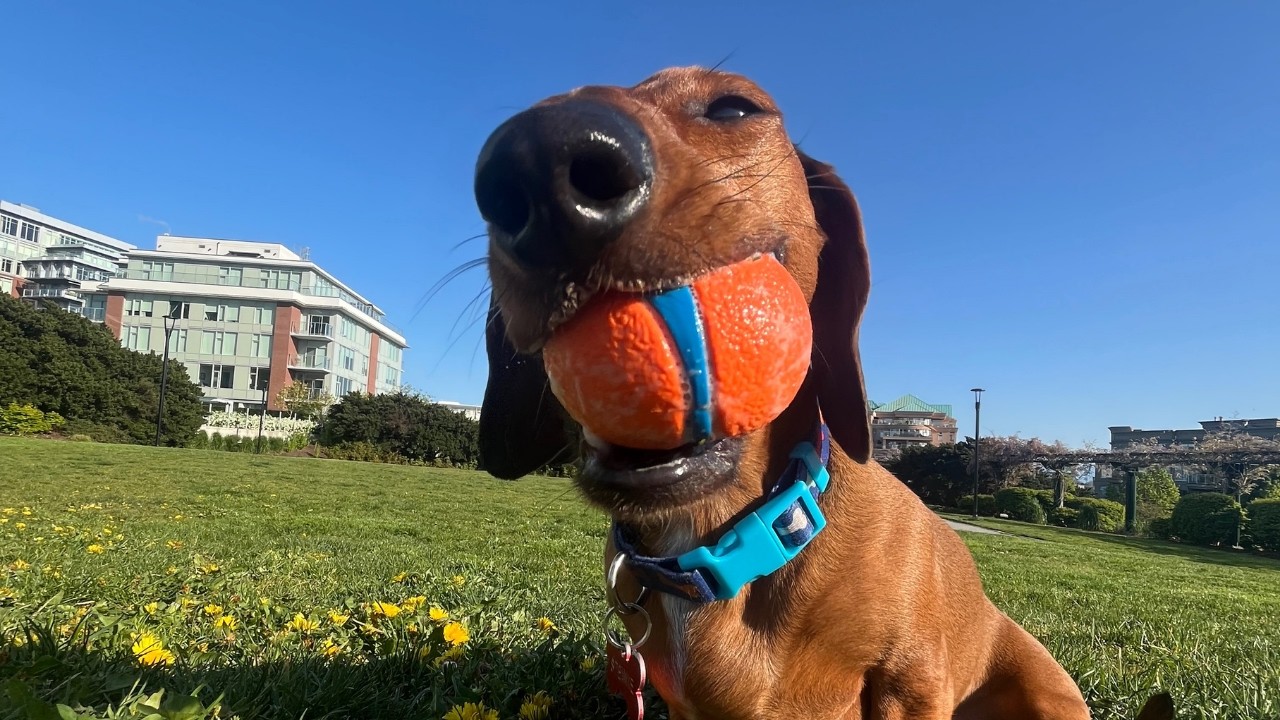 Mini dachshund loves playing fetch!
