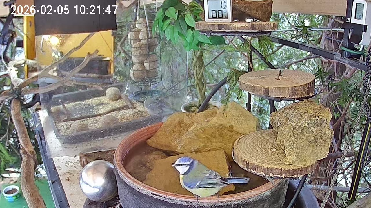 Ruhiger Morgen am Vogel-Spa (05.02.2026)