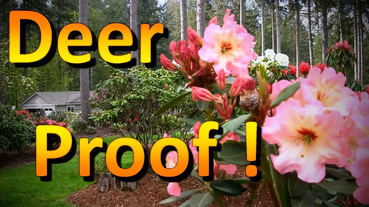 The Best Deer Resistant Plants to Include in Your Landscape