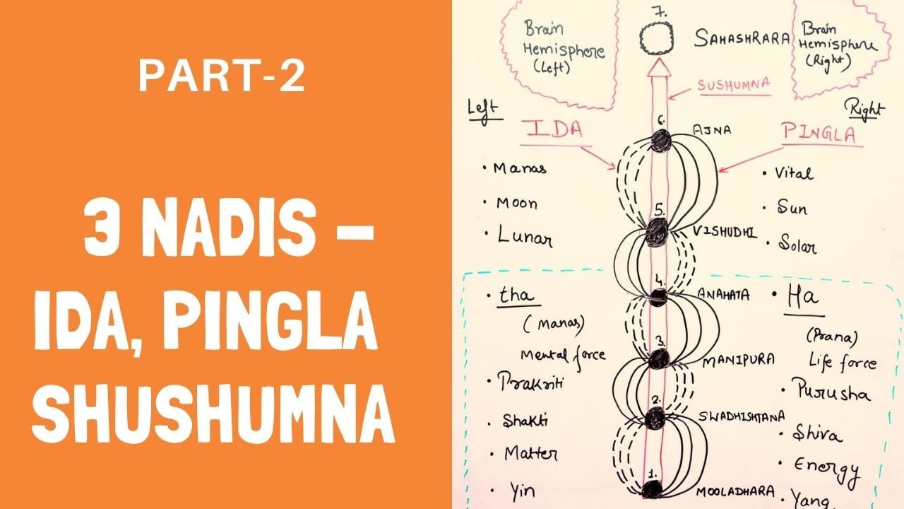 3 Fundamental Nadis - Ida, Pingala and Sushumna: Meaning, Difference and Relation with Chakras