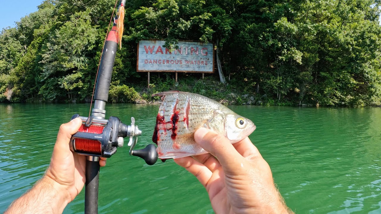 4 Hours of RAW and UNCUT Kayak Catfishing | Dragging Cut Bait on the Tennessee River