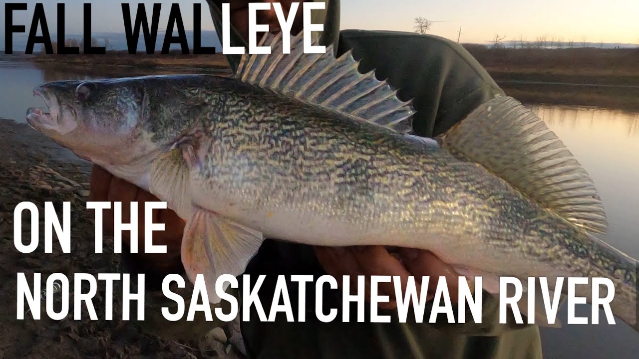 Fall Walleye on the North Saskatchewan River