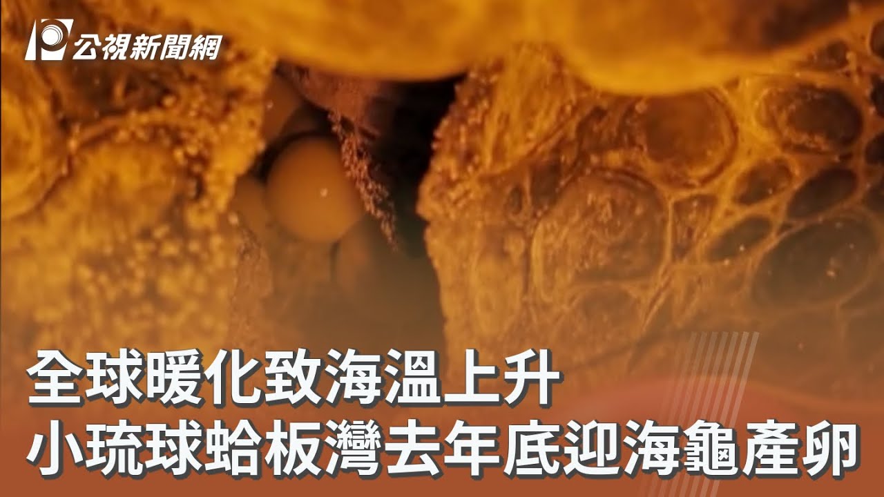 全球暖化致海溫上升 小琉球蛤板灣去年底迎海龜產卵｜20260317 公視午間新聞