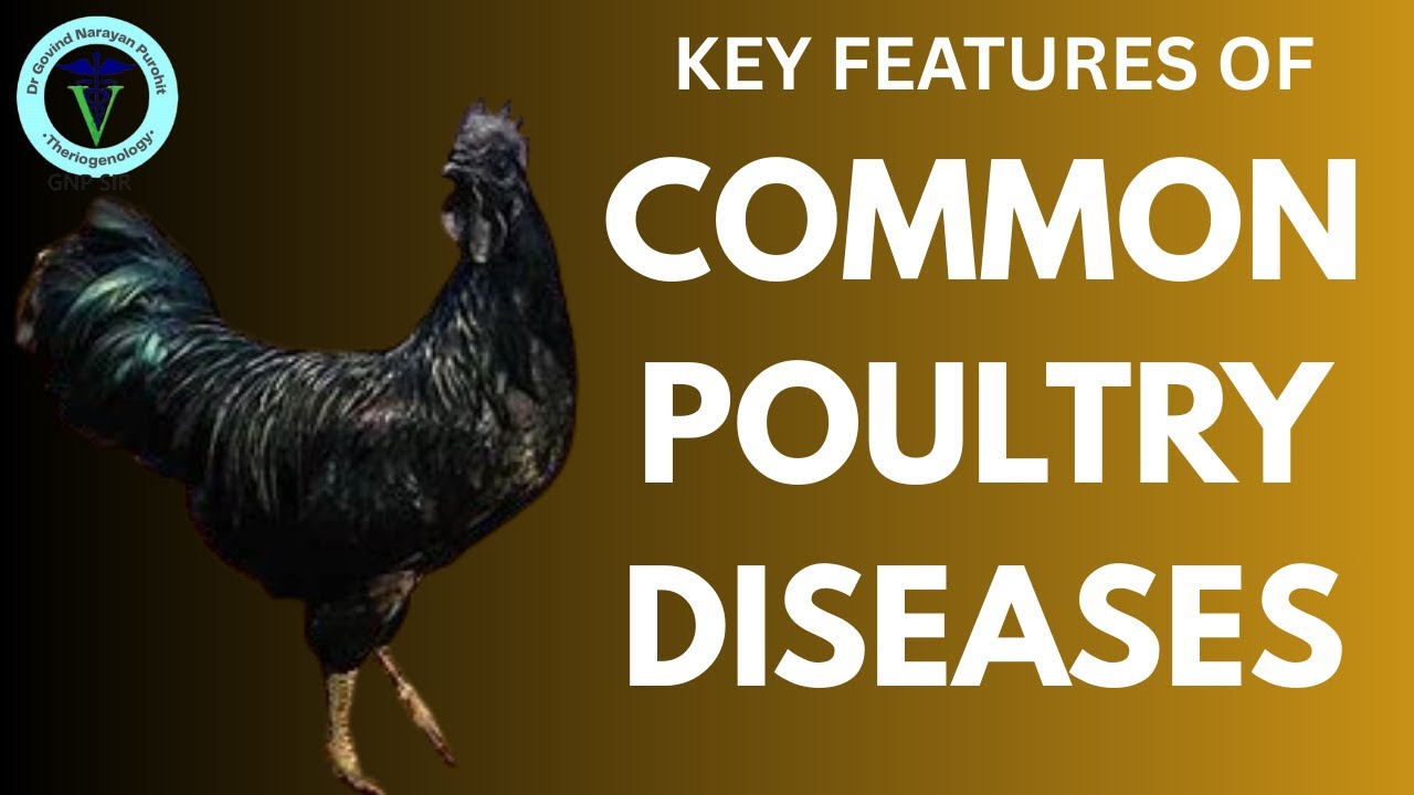 Common Poultry Diseases: Key Features & Diagnosis for Veterinary Students | GNP Sir Classes