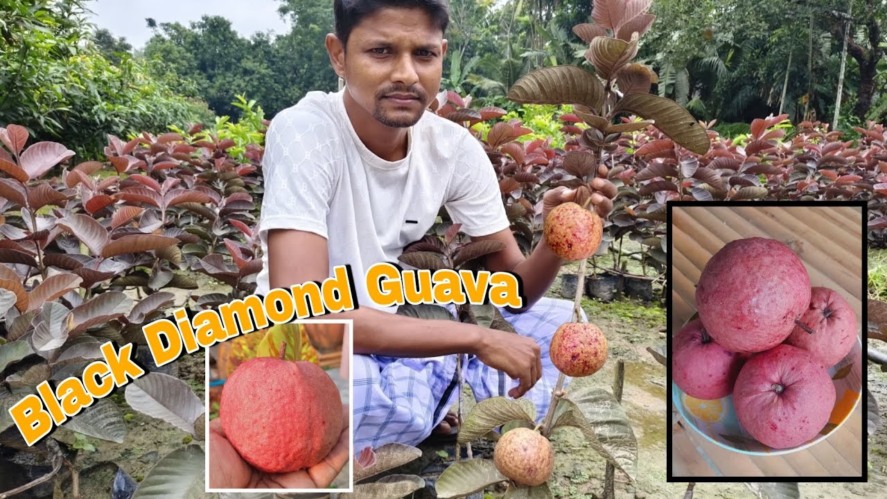 Black diamond guava original mother and plants production🌱 Mother nursery NHB Kolkata WB🌱🤙8167755310