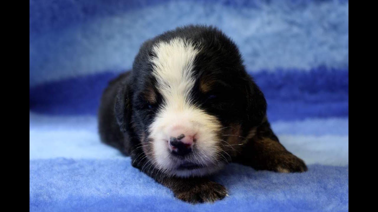 Come cresce un bovaro del bernese