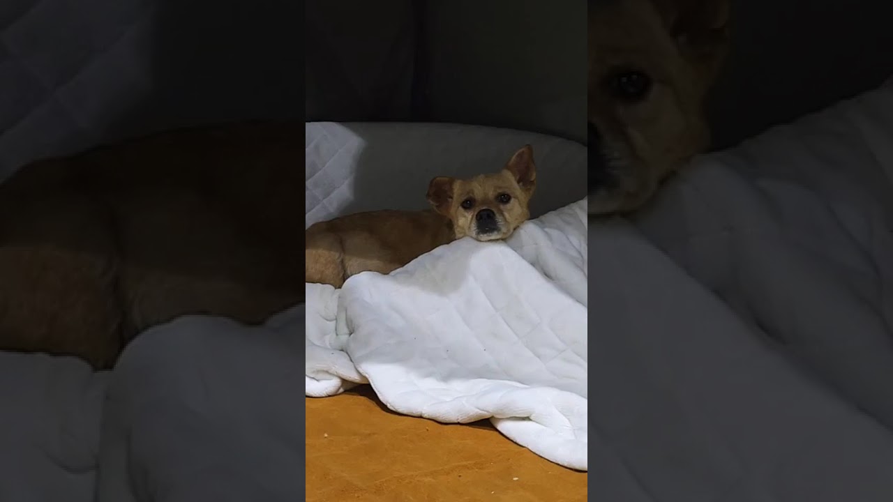 6월15일 빅독포레스트 라이브