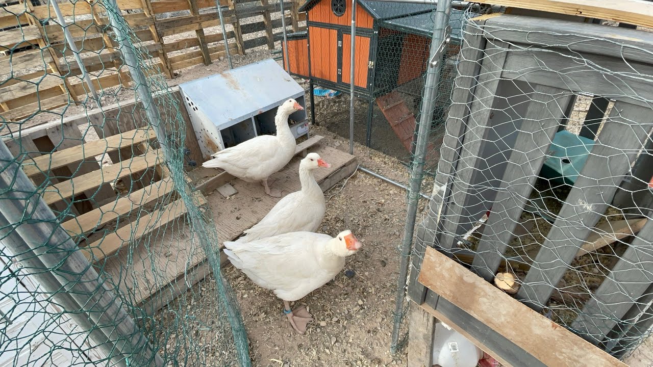 3/16/26 Morning from the Chicken 🐓 Courtyard 