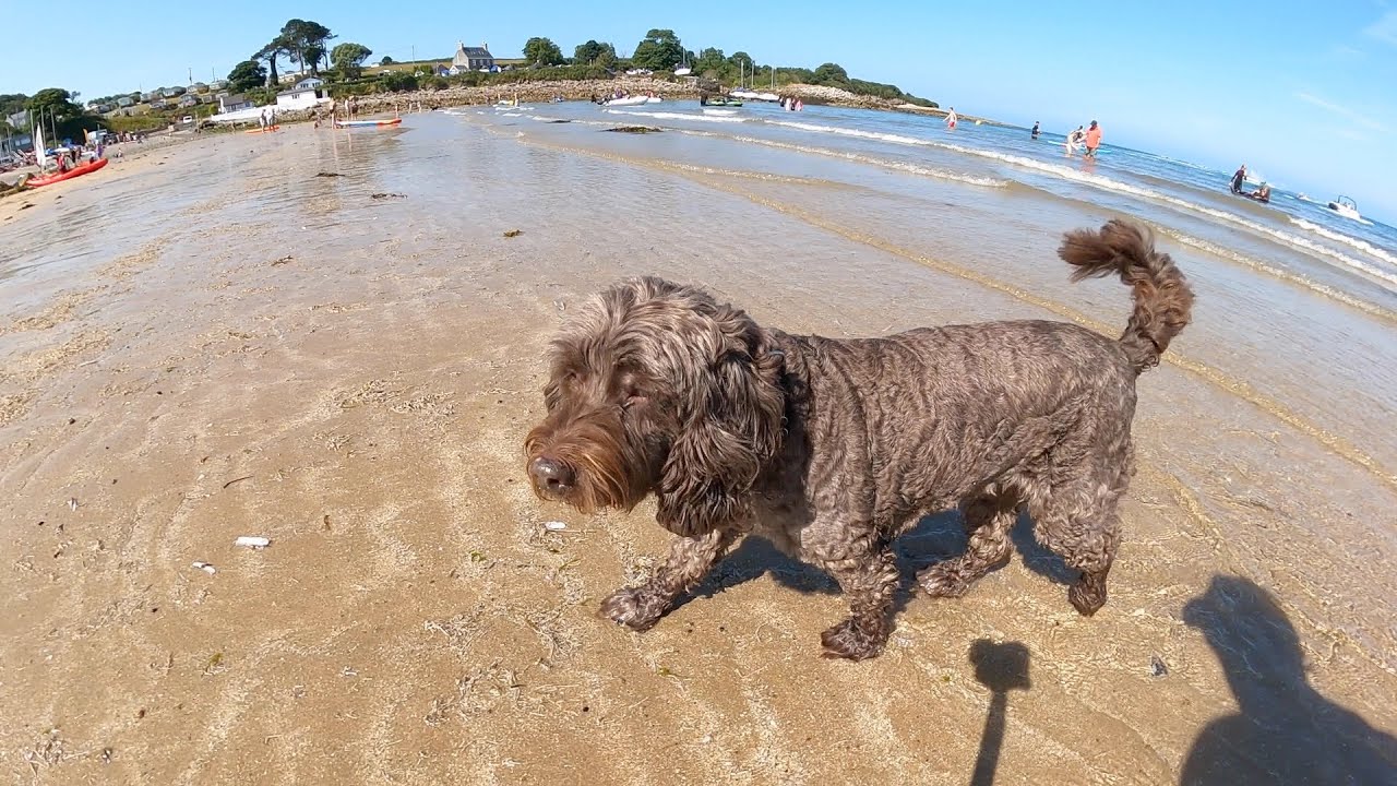 Anglesey 2021 Coastal Walks